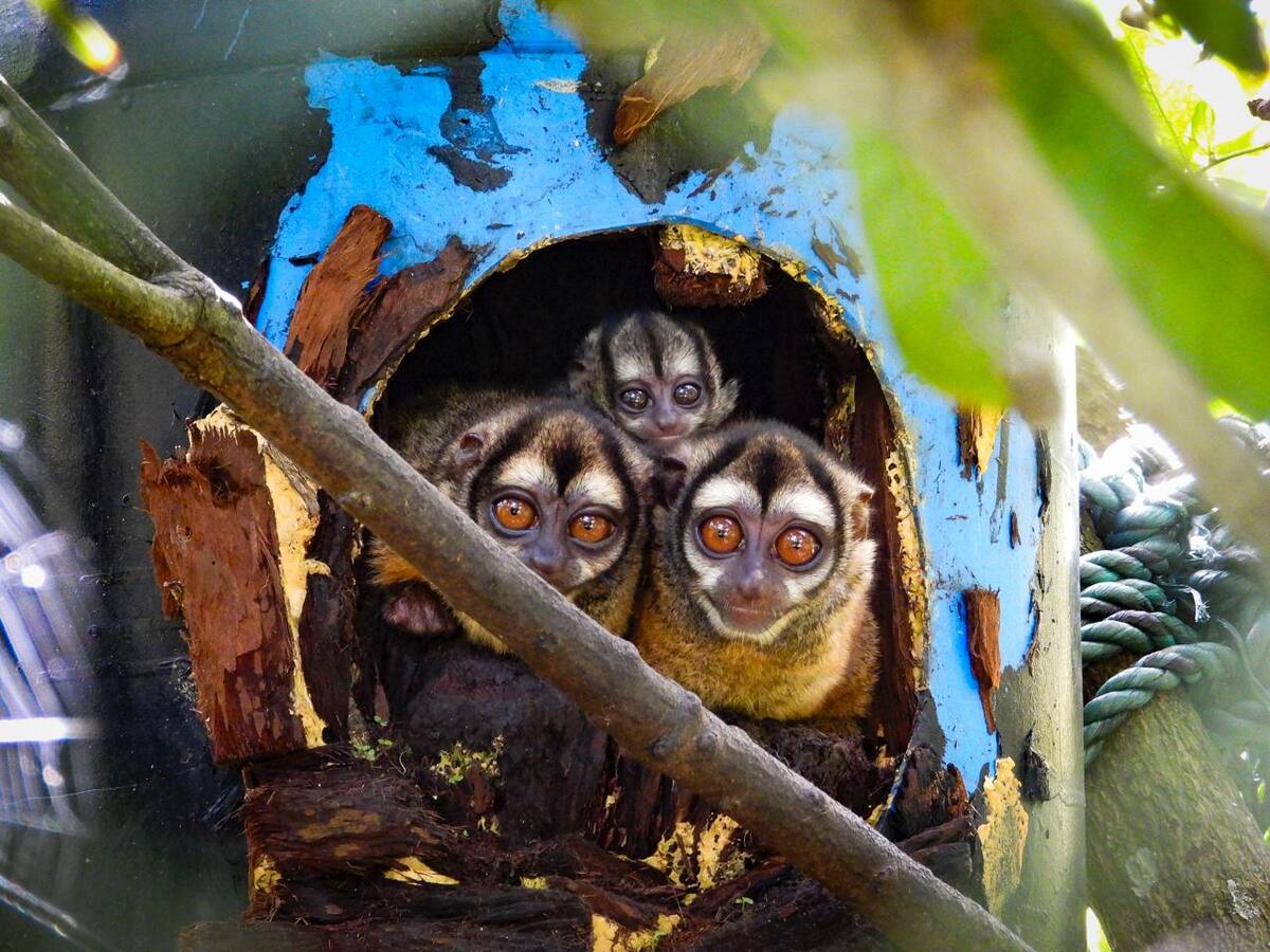 Una familia de martejas, especie vulnerable, regresa al bosque tras años de rescate y rehabilitación