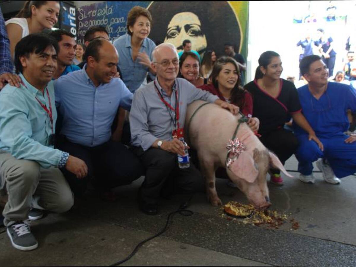 Un cerdo cumple un año de recibir un trasplante de órgano exitoso.