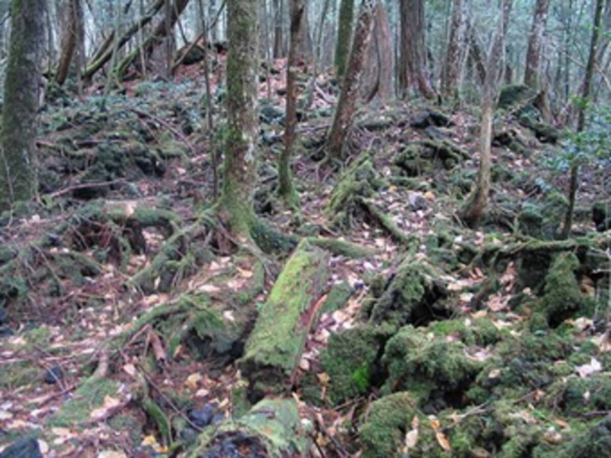 Critican la falta de compromiso de países ricos con los bosques