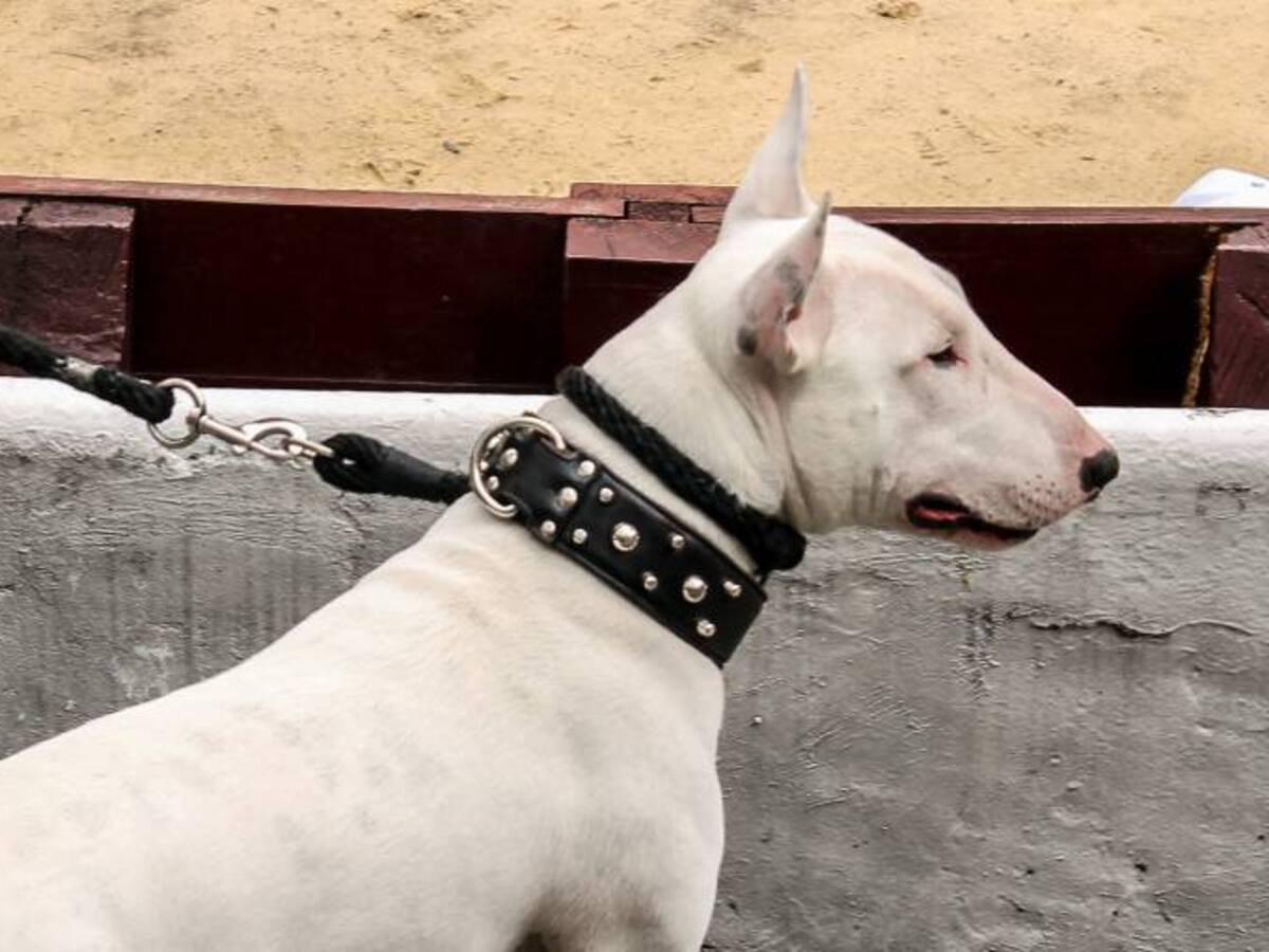 Perro Pitbull ocasionó graves heridas a un menor en Barranquilla