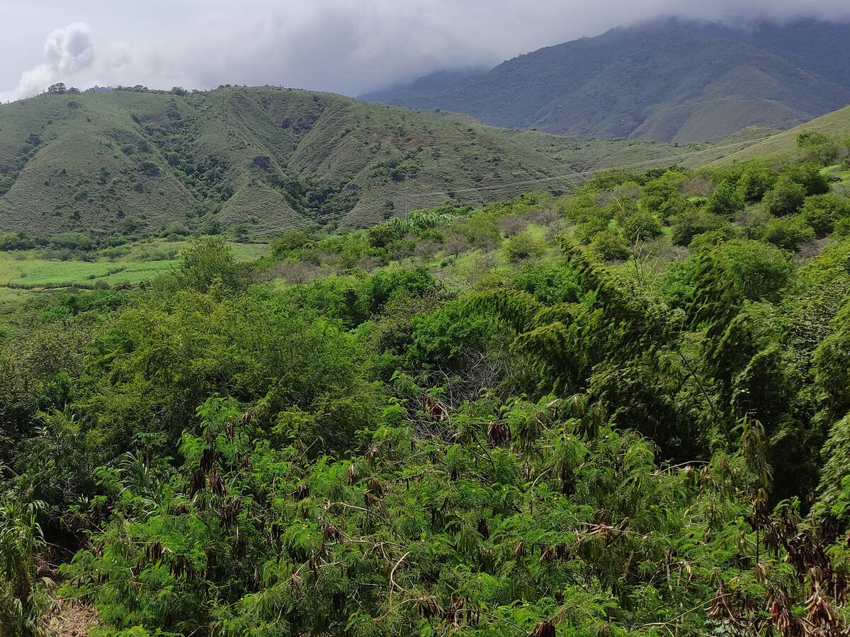 Dagua afectada por creciente de río Dagua, Pepitas y Bitaco