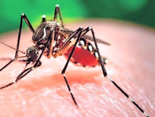 Cuatro personas han muerto por Dengue en el Valle. Tres en Cali