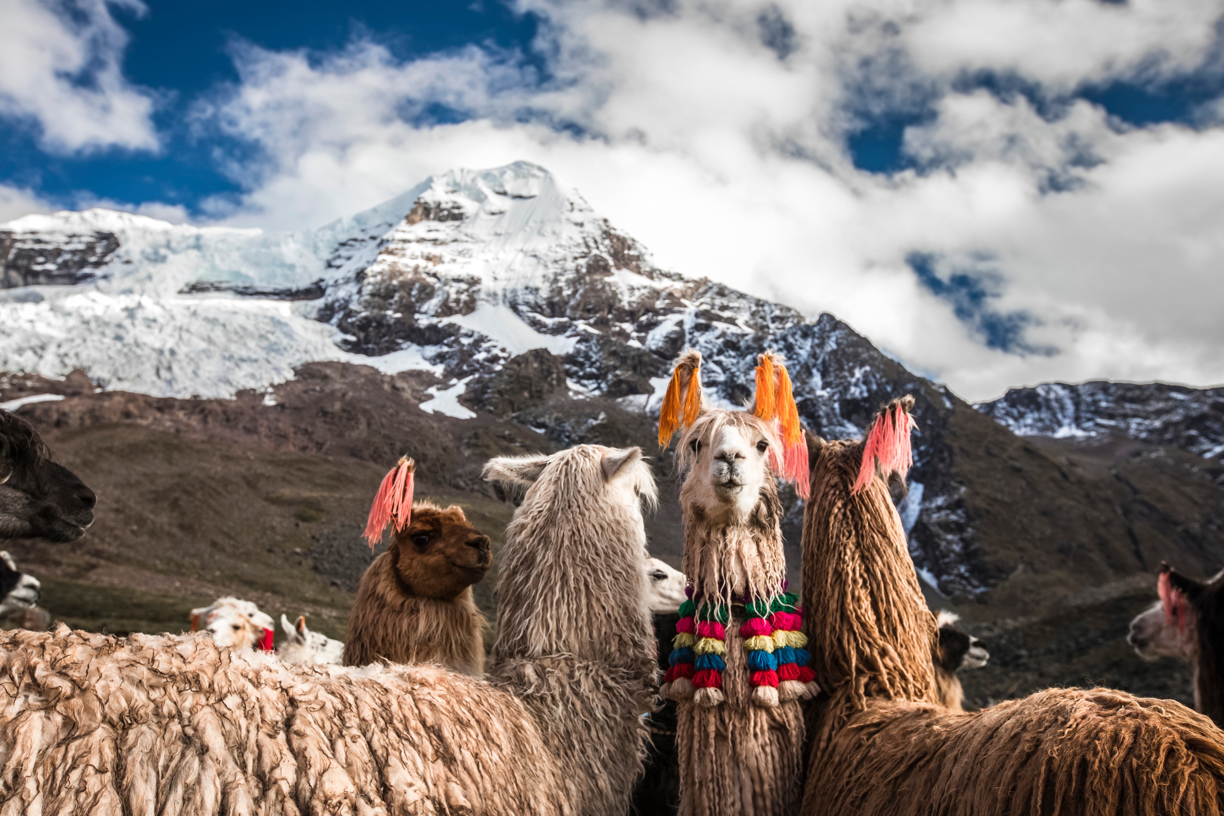 Vista del Nevado Auzangate en Cusco y un grupo de llamas características de la región (Foto vía Getty Images)