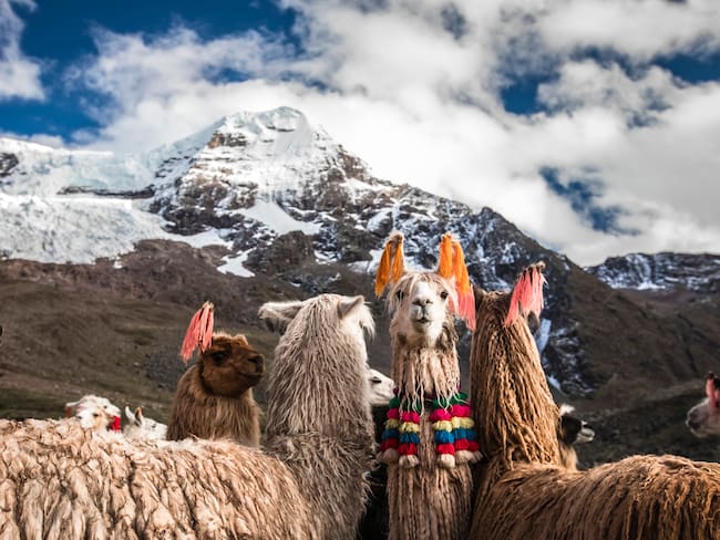 Vista del Nevado Auzangate en Cusco y un grupo de llamas características de la región (Foto vía Getty Images)