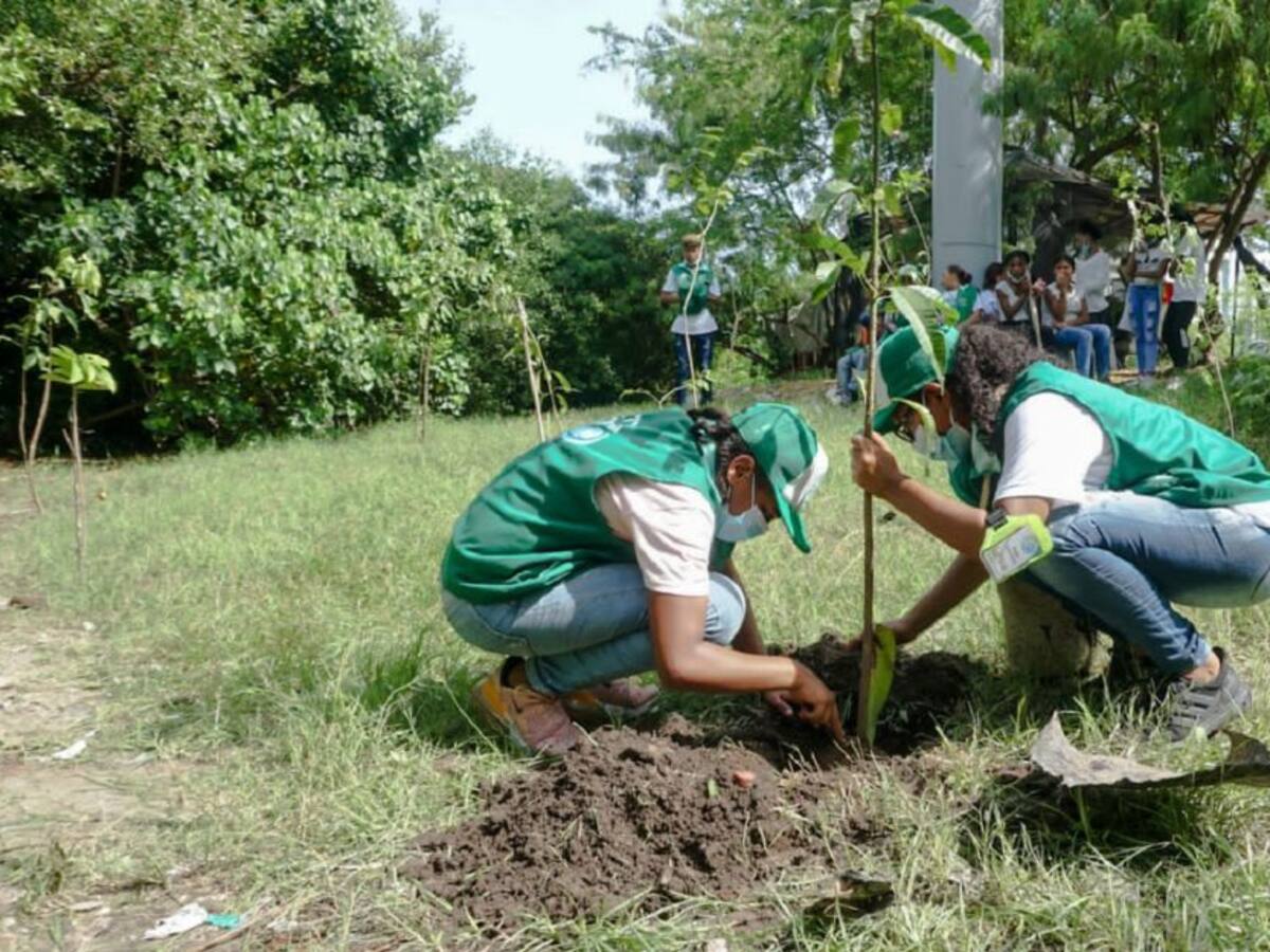 Adelantaron siembra masiva de árboles en 18 barrios de Cartagena