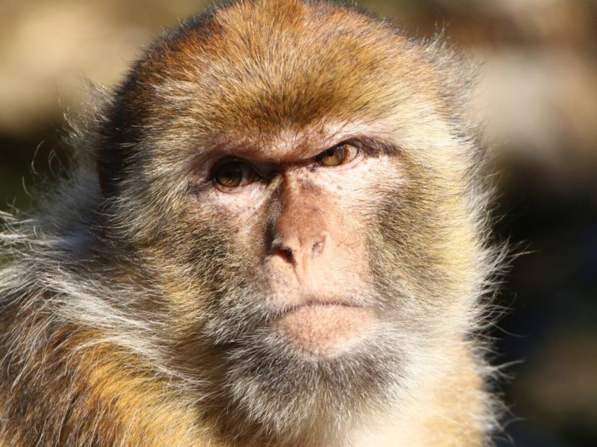 Alerta en España por posible llegada de la viruela del mono: ¿De qué trata?