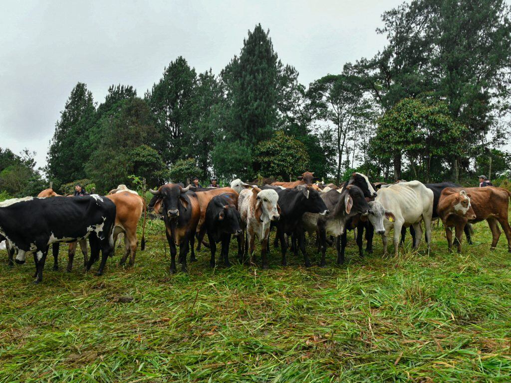 Las comunidades indígenas de ocho resguardos en el departamento del Huila promoverán una ganadería sostenible en sus territorios. Foto: Mayred Silva (ADR)