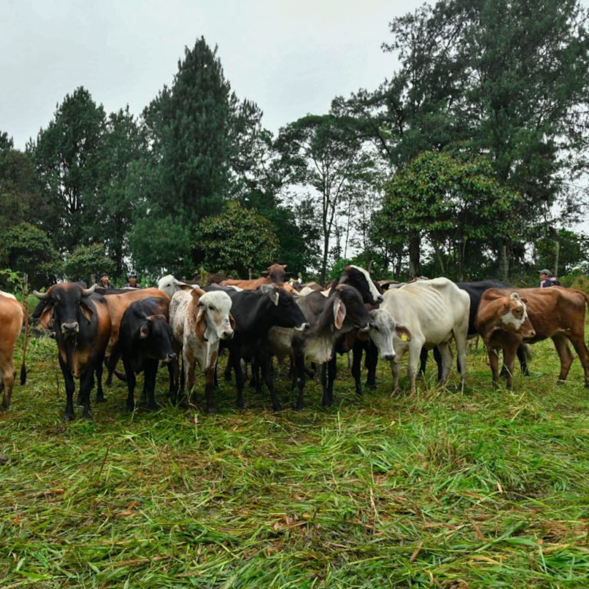Fenómeno de El Niño dispararía hasta 70% el precio de la leche y el queso en el Caribe