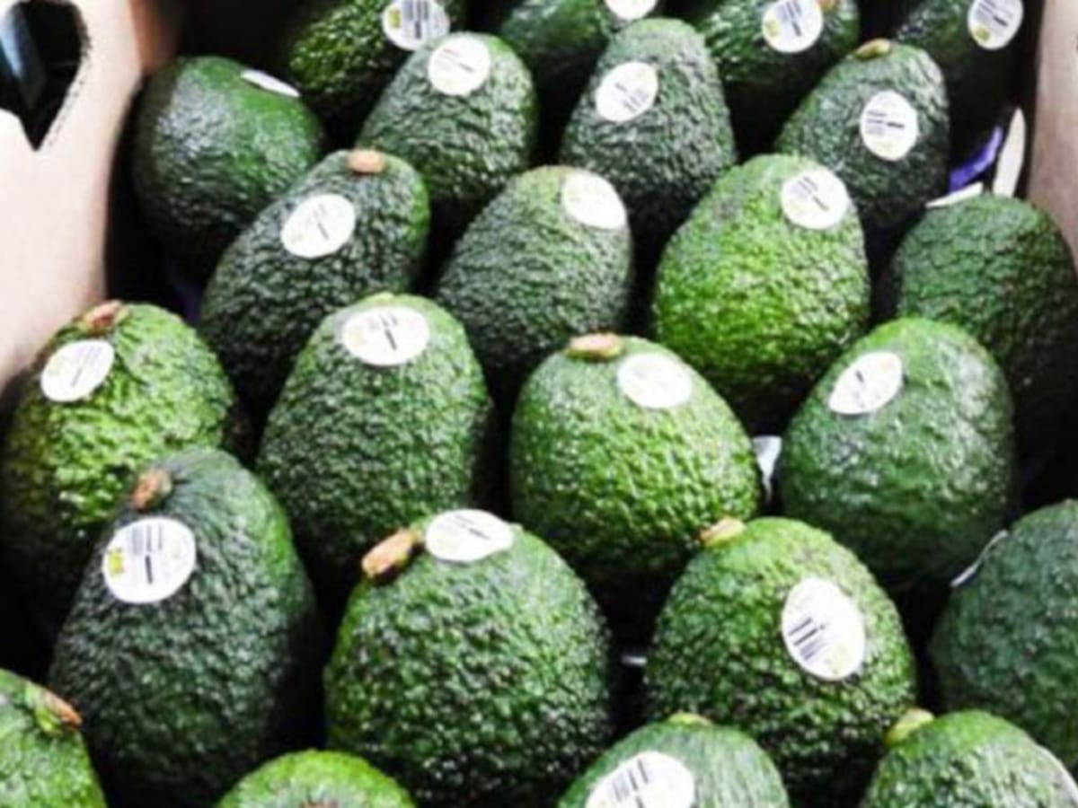 No se puede estigmatizar la producción de aguacate Hass: Min. Agricultura