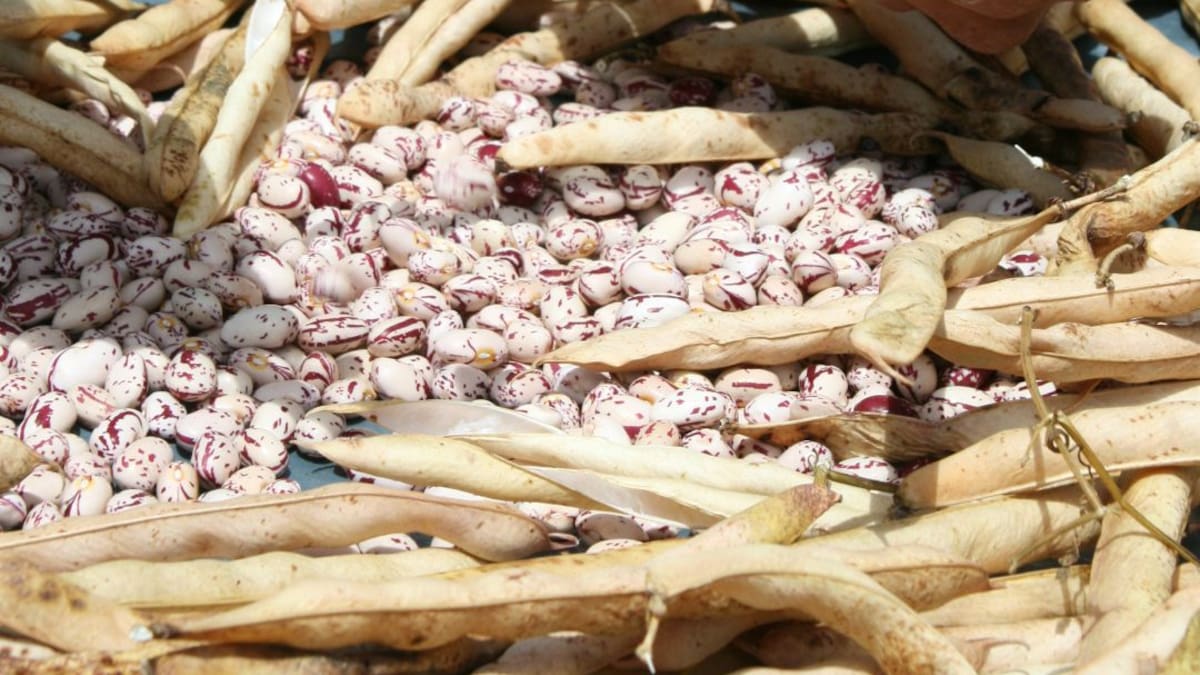 Cultivares de fríjol resistentes a altas temperaturas evalúa Agrosavia