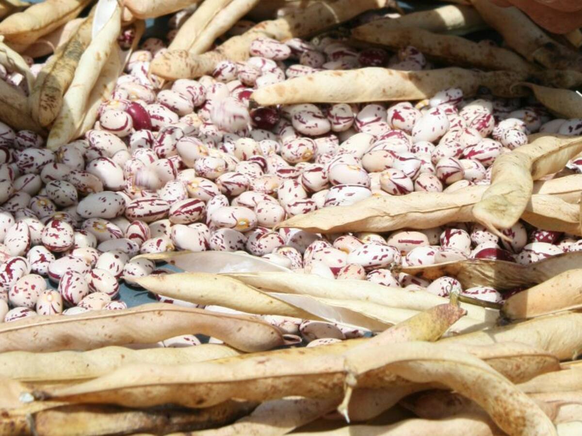 Cultivares de fríjol resistentes a altas temperaturas evalúa Agrosavia