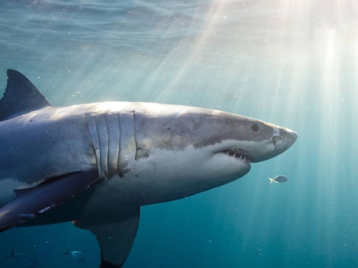 Megalodón: el tiburón más grande que ha existido