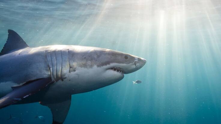 Megalodón: el tiburón más grande que ha existido