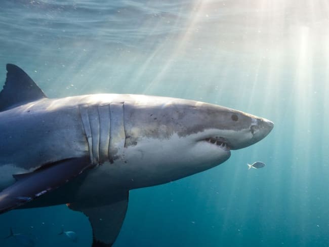 Megalodón: el tiburón más grande que ha existido