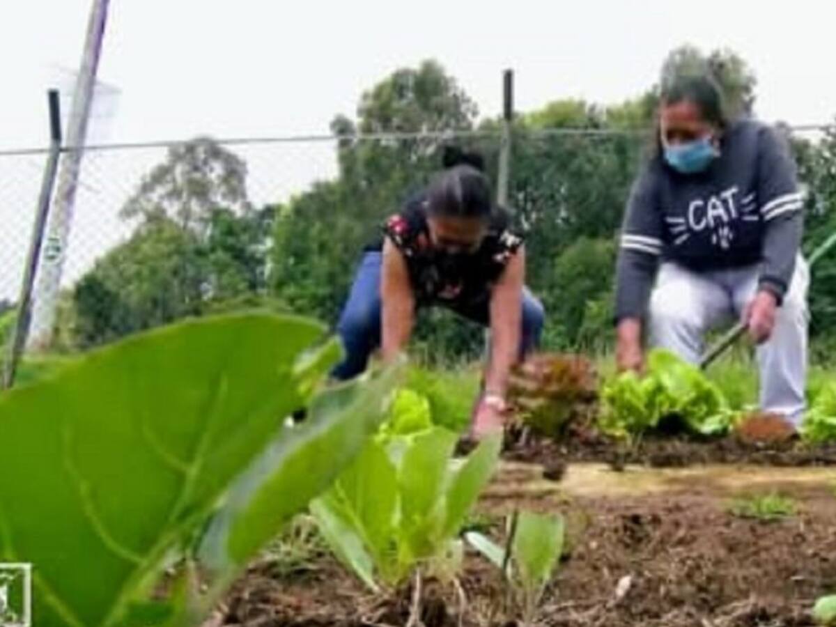 Huertas urbanas para reunir a las comunidades vulnerables de Manizales