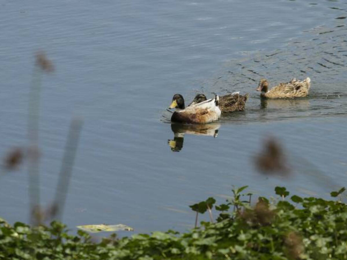 Tutela de niños para reclamar derecho al ambiente sano