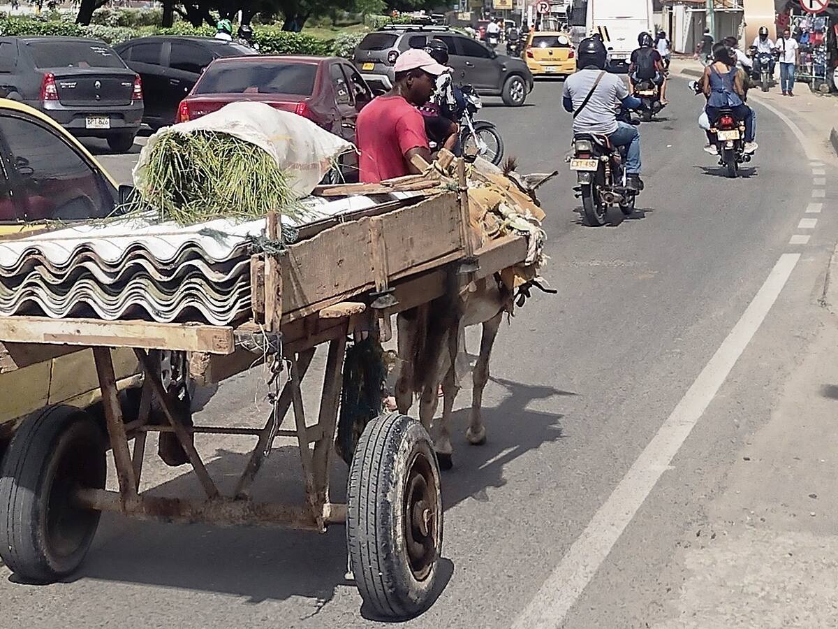 Denuncian irregularidades en el convenio para sustituir vehículos de tracción animal