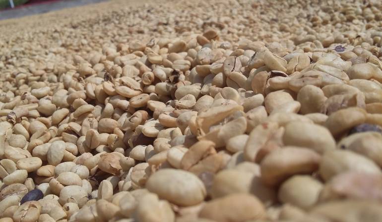 Expertos en café de Italia consideran de alta calidad el producto que se produce en el Quindío.