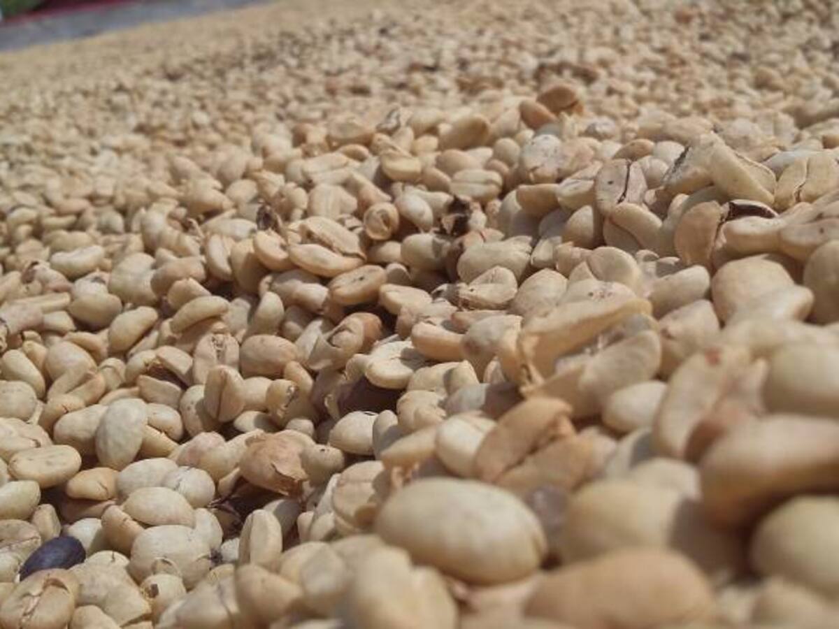 Italianos buscan producir café en el Quindío