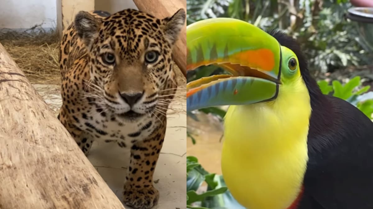 Dos jaguares, dos aves Paujil y un tucán, son los nuevos integrantes del Bioparque Ukumarí
