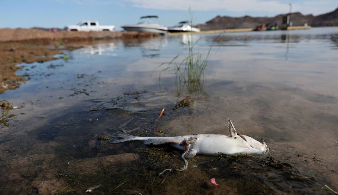 Varios puntos del lago Mead (Las Vegas) que estaban bajo el agua quedaron libres para caminar.              Foto: Getty 