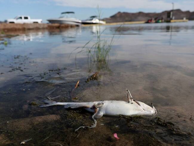 Varios puntos del lago Mead (Las Vegas) que estaban bajo el agua quedaron libres para caminar. Foto: Getty