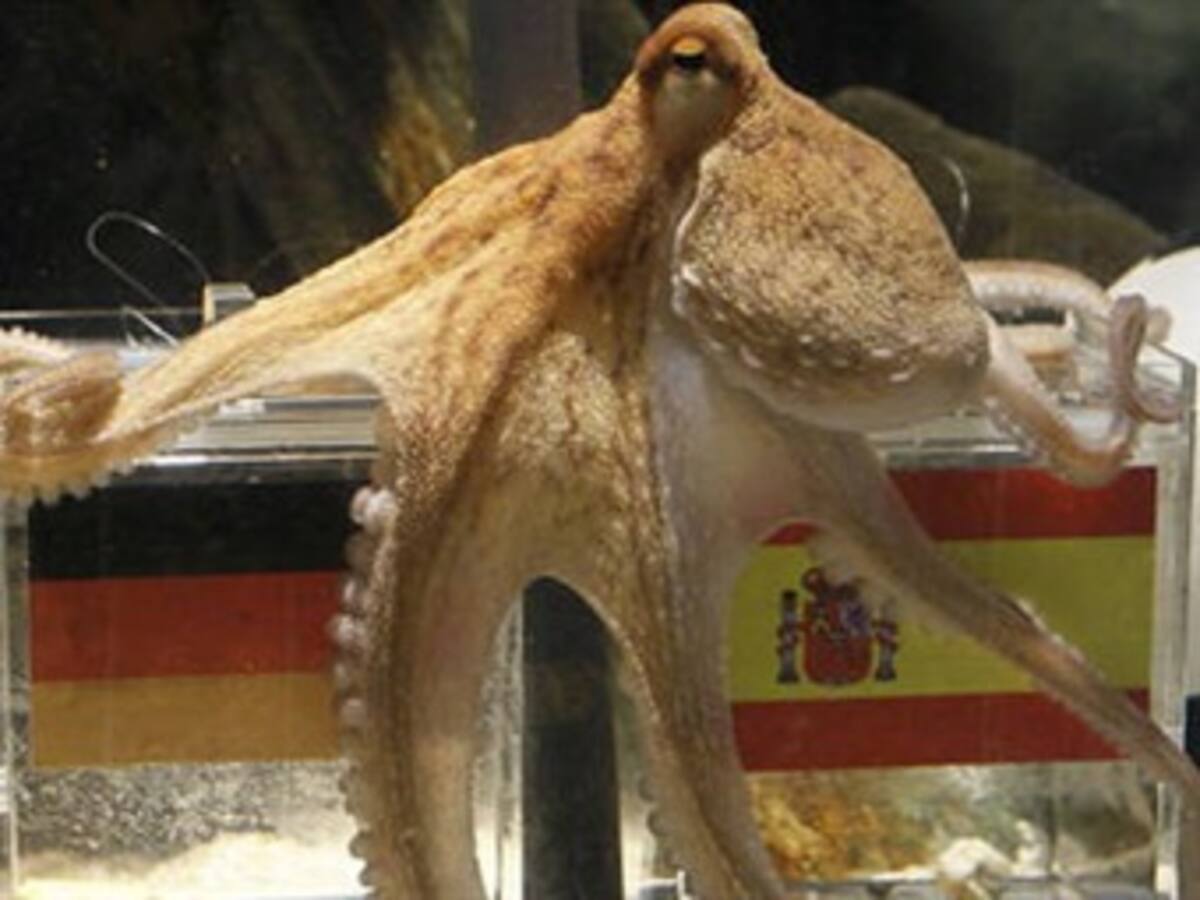 El fallecido Pulpo Paul ya tiene sucesor
