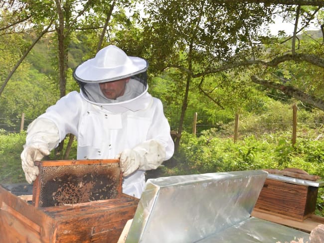 Recursos para fortalecer la producción apícola entregan en el Tolima