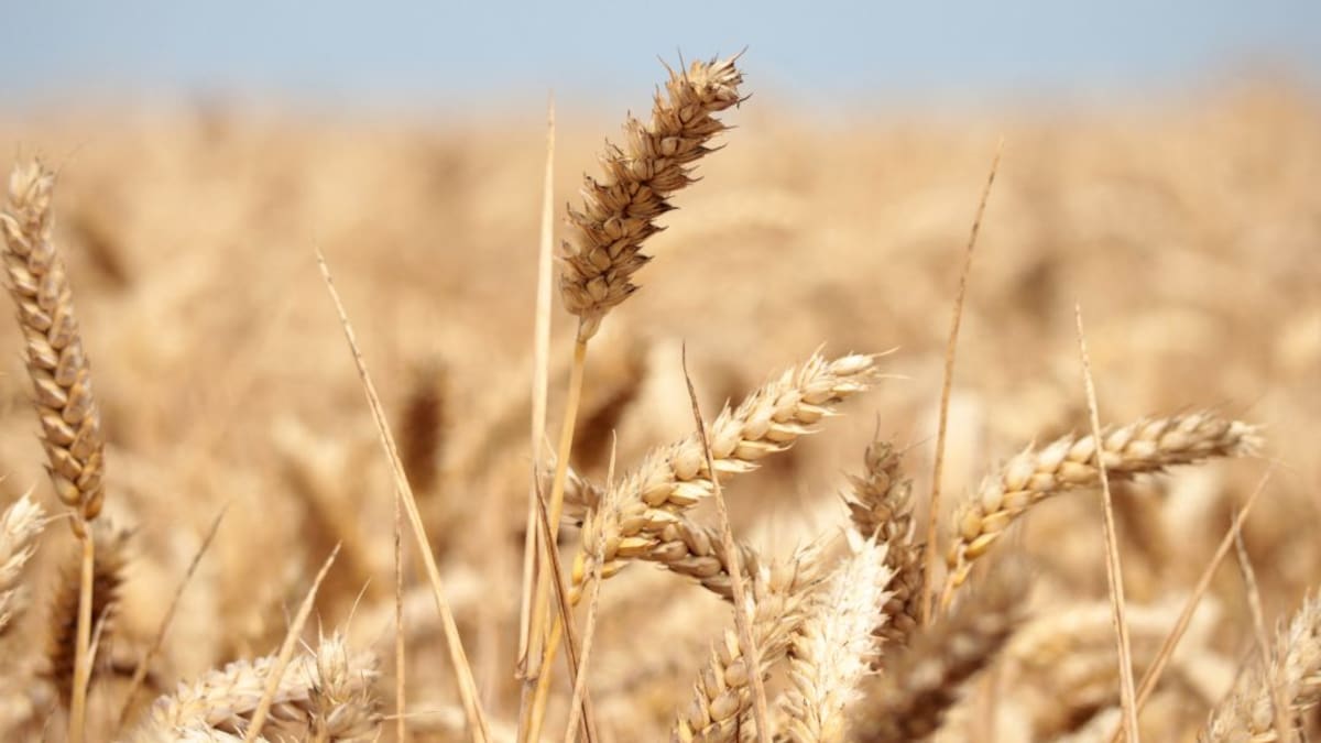 Entrevista con el gerente de Fenalce sobre producción de trigo en el país