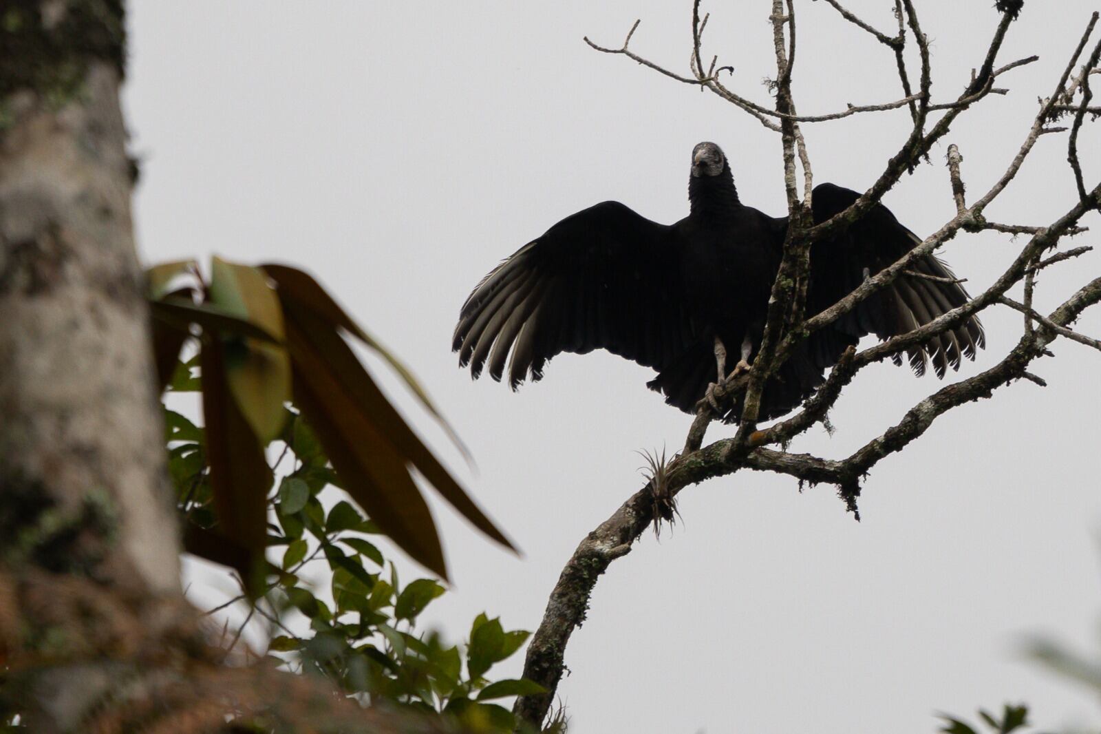 Gallinazo liberado- foto Cornare