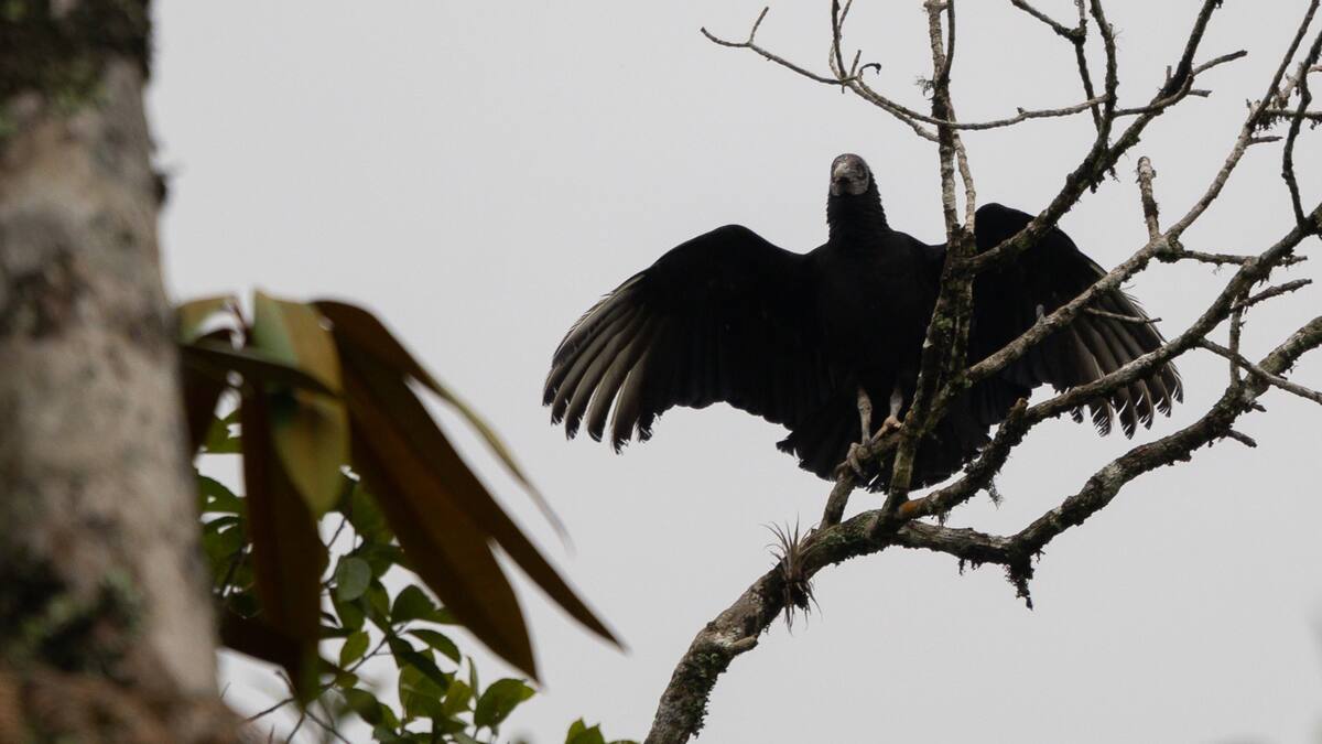 De los 19 gallinazos envenenados en Guarne, solo uno sobrevivió y fue liberado tras su recuperación
