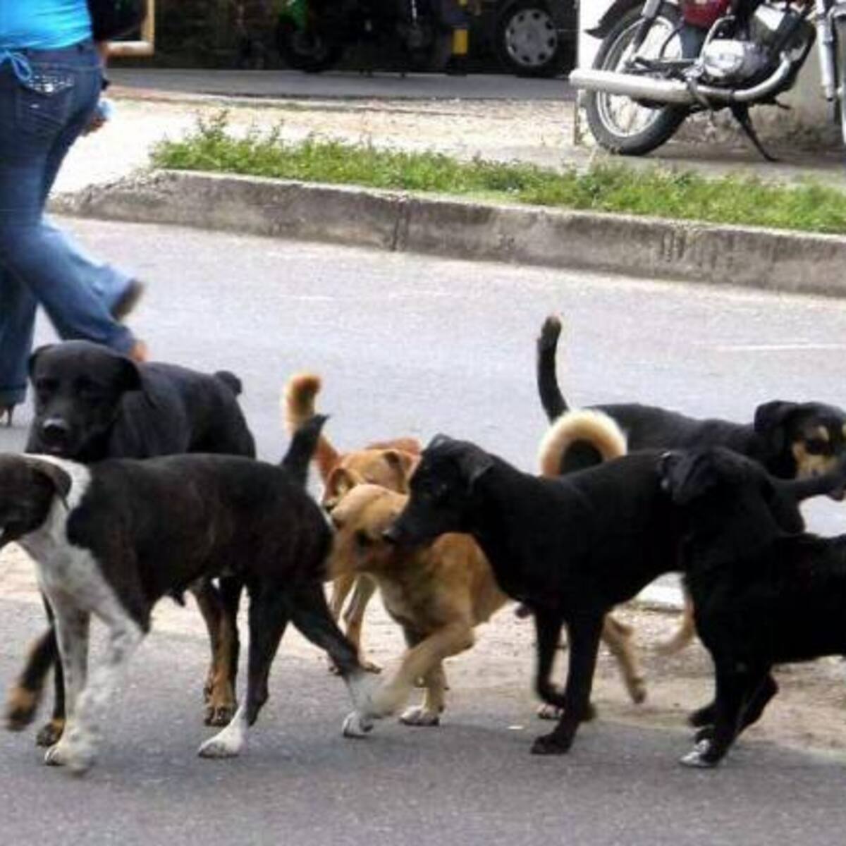 Neiva tendrá Centro de Bienestar Animal en el oriente del municipio