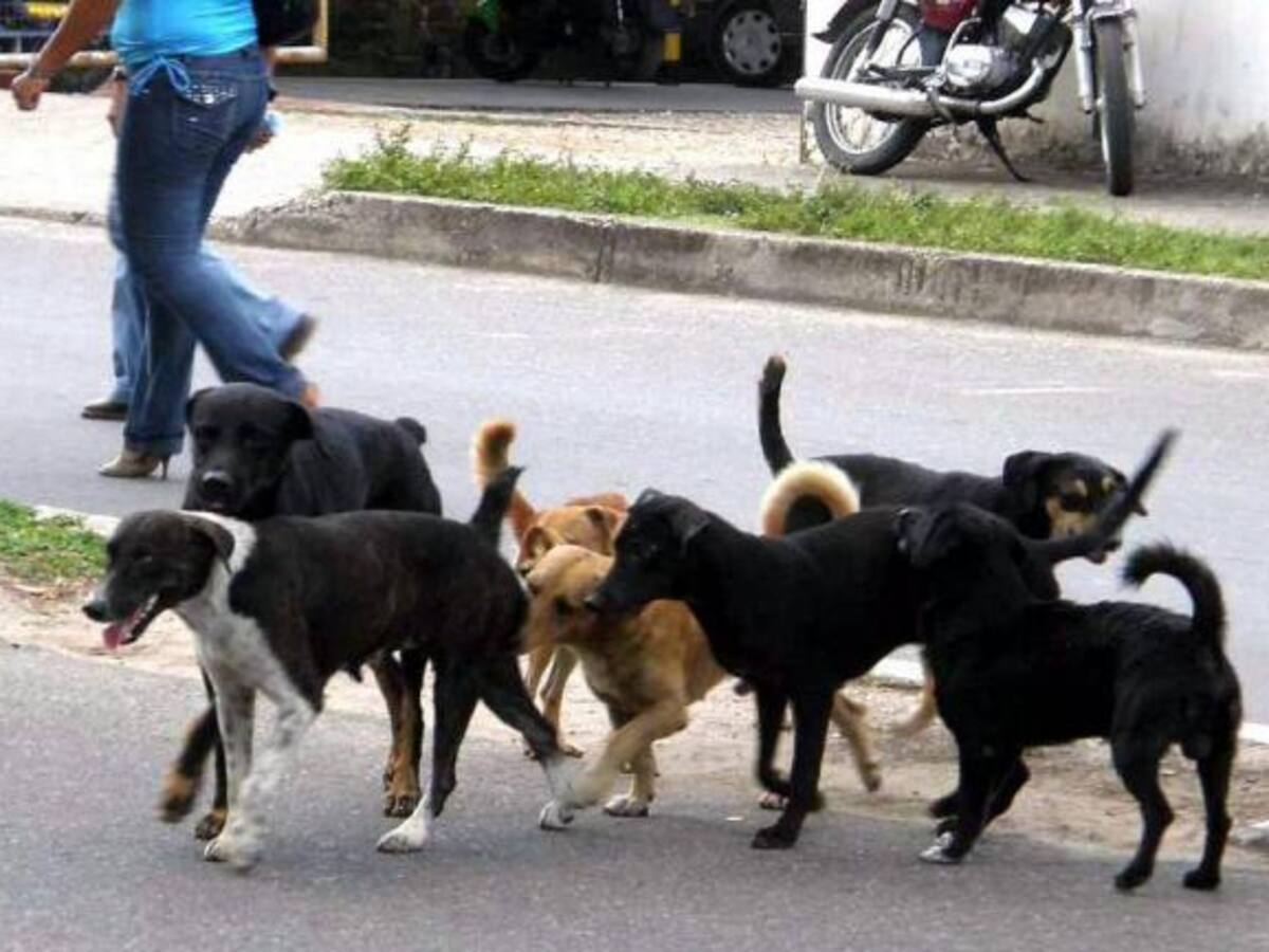 Neiva tendrá Centro de Bienestar Animal en el oriente del municipio