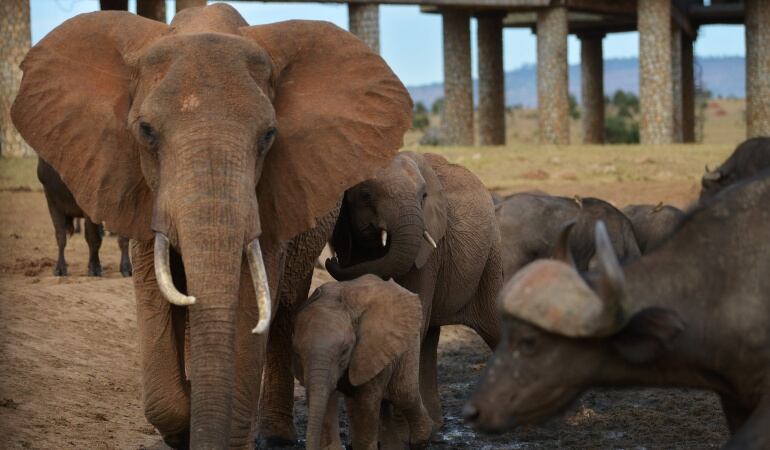 Un estudio afirma que los animales de mayor tamaño tienden a dormir menos.