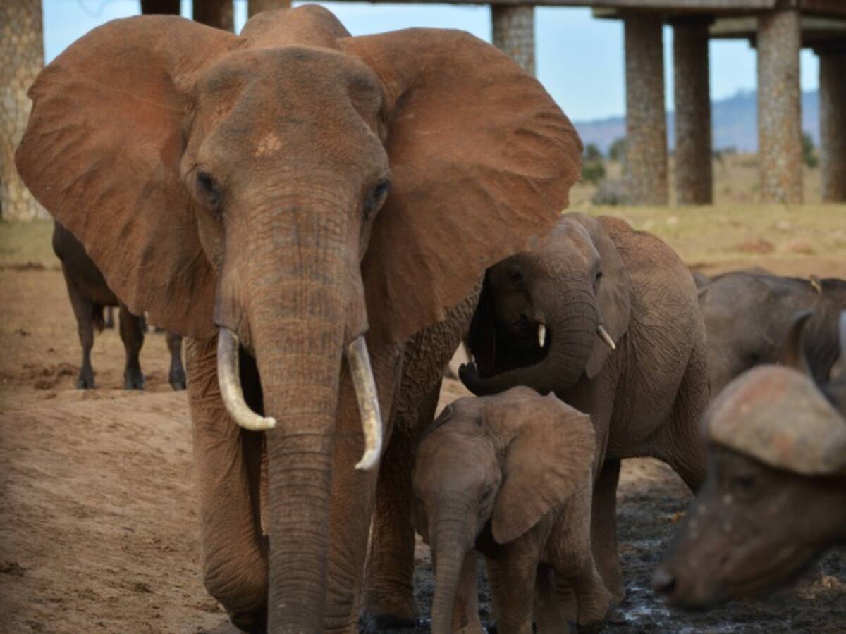 ¡Sorprendente! Elefante da lección ambiental recogiendo basura en un parque