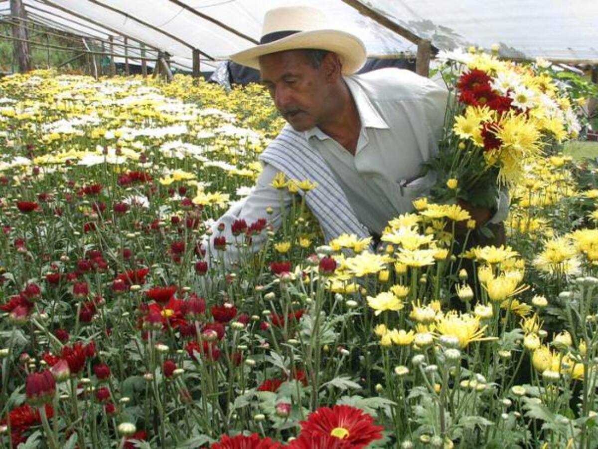 Gobierno y sector floricultor emprenden proyecto de innovación en cultivos