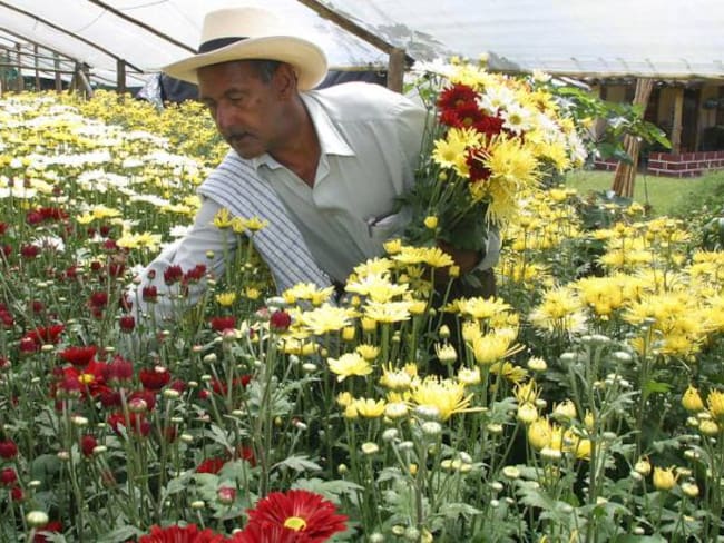 Gobierno y sector floricultor emprenden proyecto de innovación en cultivos