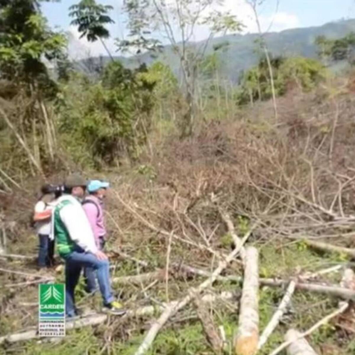 Investigan deforestación ilegal de bosque seco tropical en Risaralda