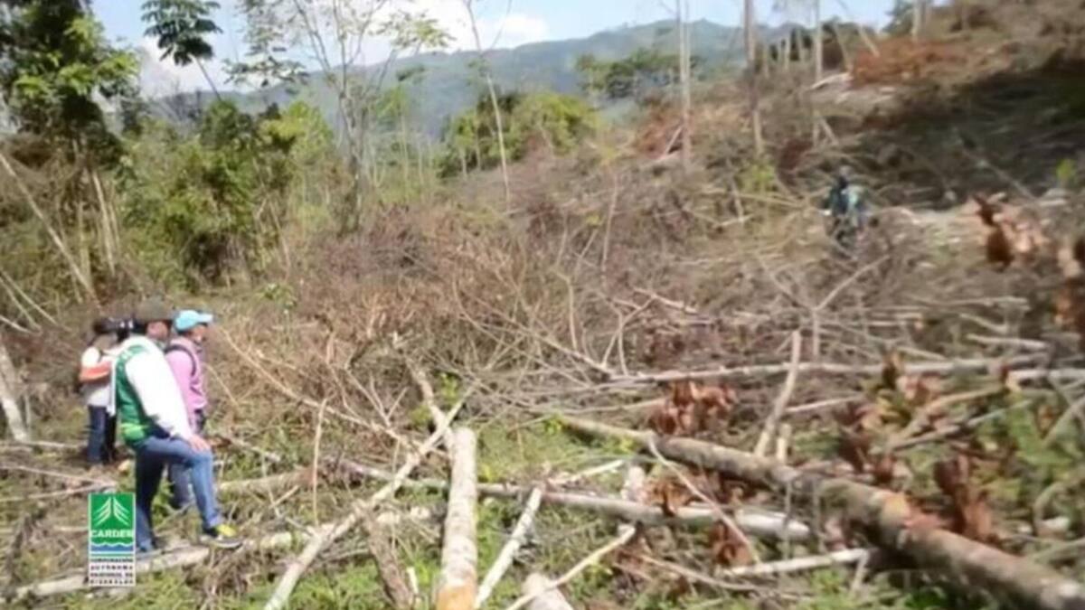 Investigan deforestación ilegal de bosque seco tropical en Risaralda