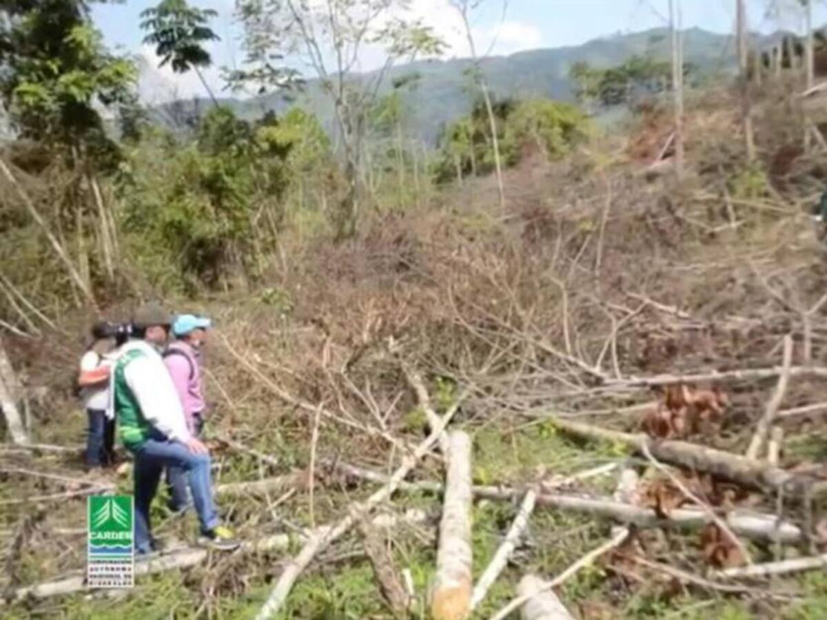 Investigan deforestación ilegal de bosque seco tropical en Risaralda