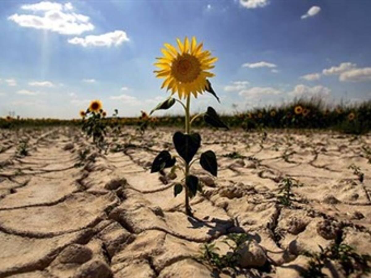 Mecanismos de mercado mitigarían efectos del cambio climático