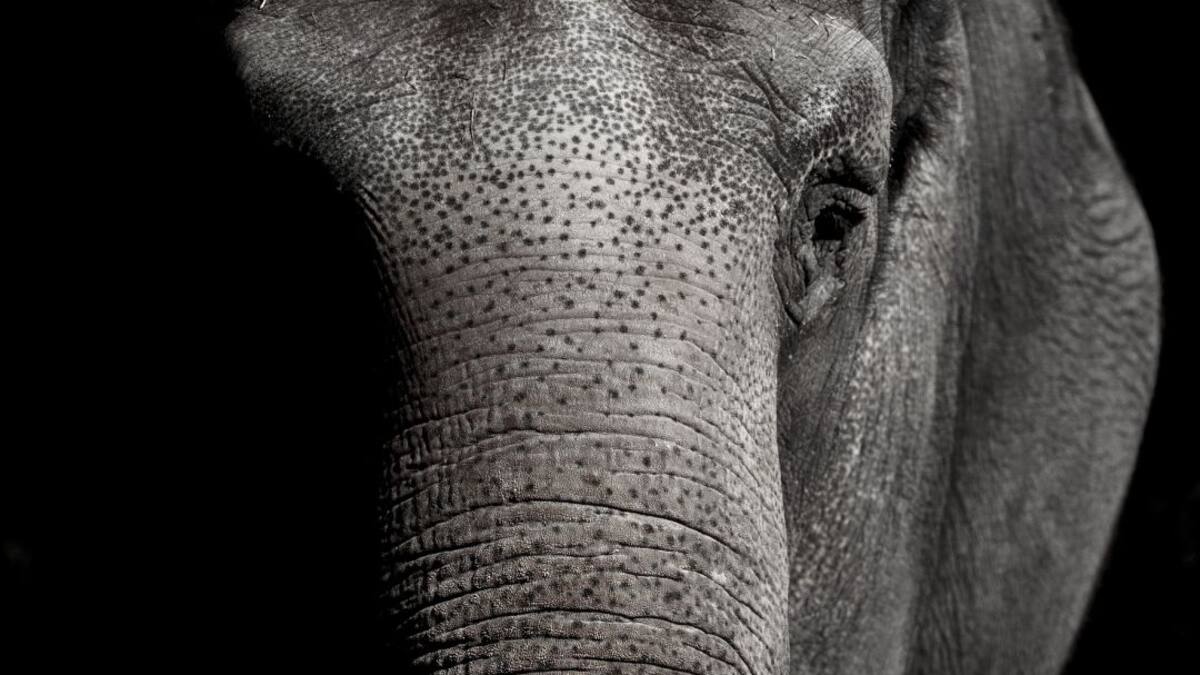 “Es un momento clave para acabar la explotación de los animales": ONG