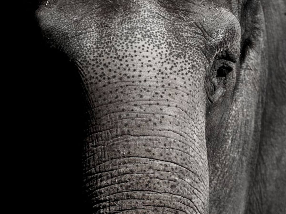 “Es un momento clave para acabar la explotación de los animales": ONG