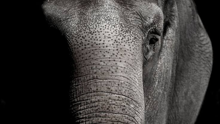 “Es un momento clave para acabar la explotación de los animales": ONG