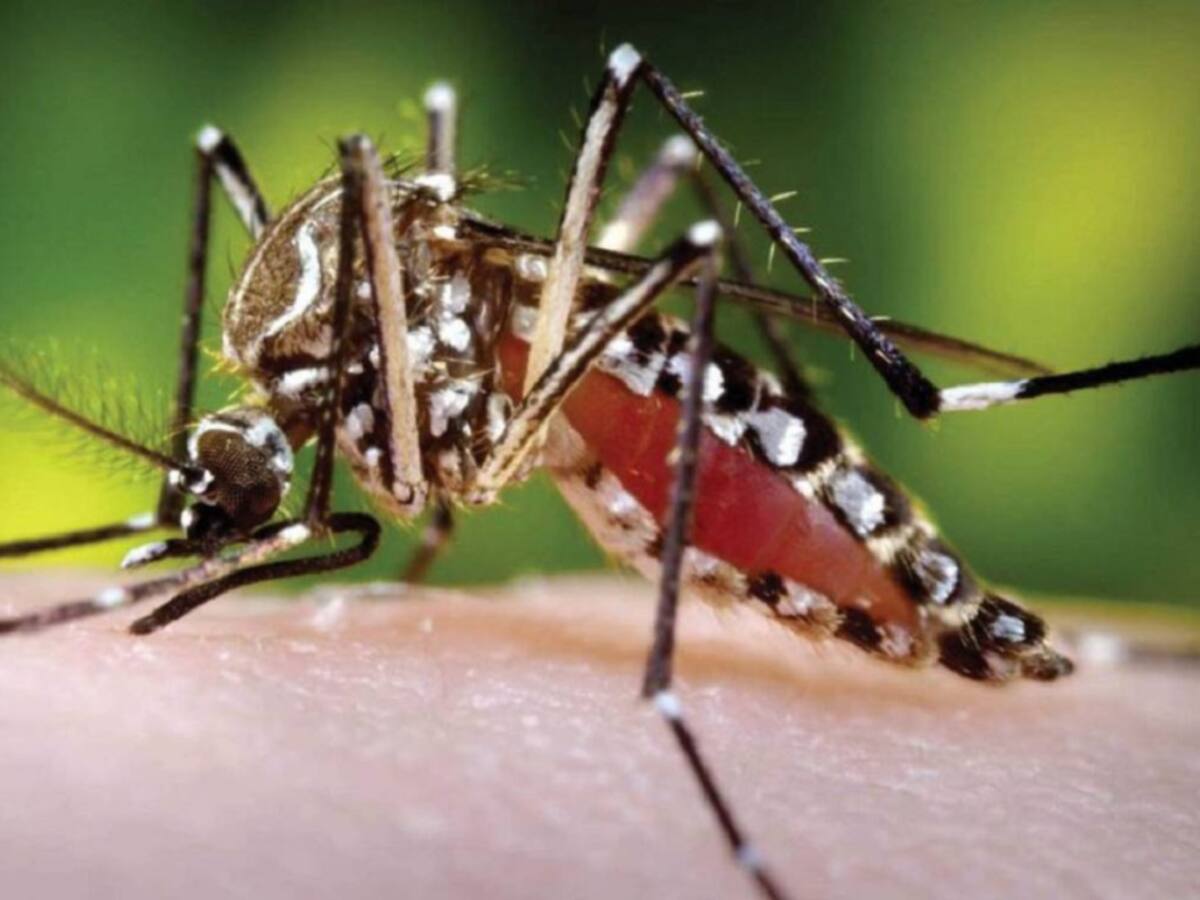 Crean un antiviral que combate las variantes del dengue