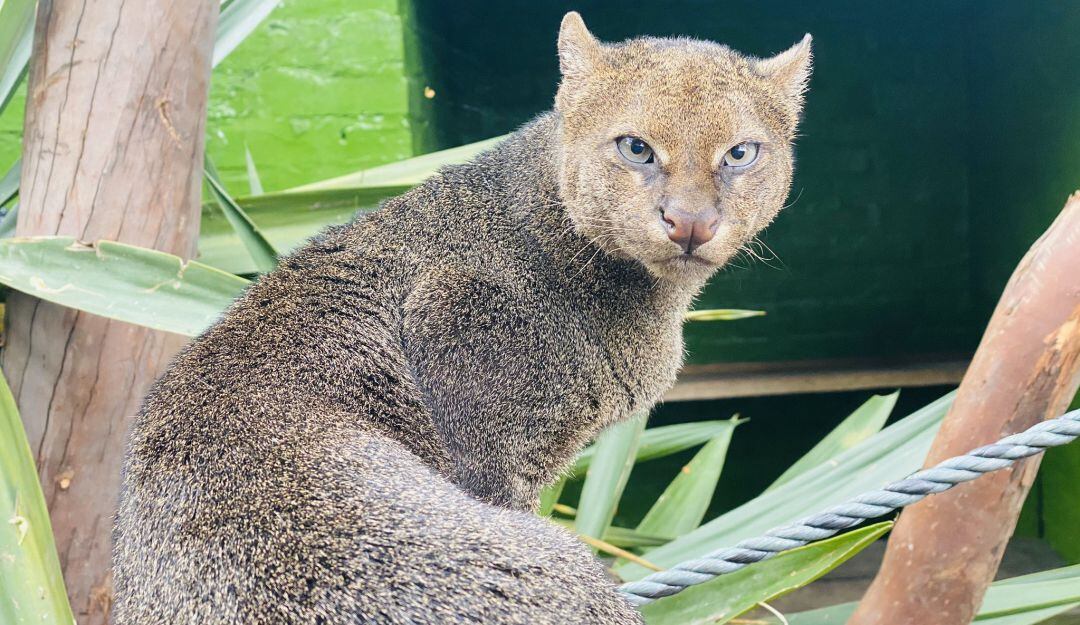 Ayuda para alimentar y proteger a los animales piden en Zoológico Santacruz