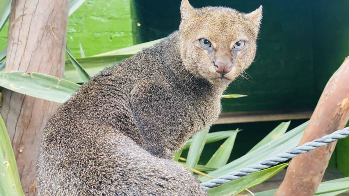 Ayuda para los animales durante la cuarentena piden en zoológico Santacruz