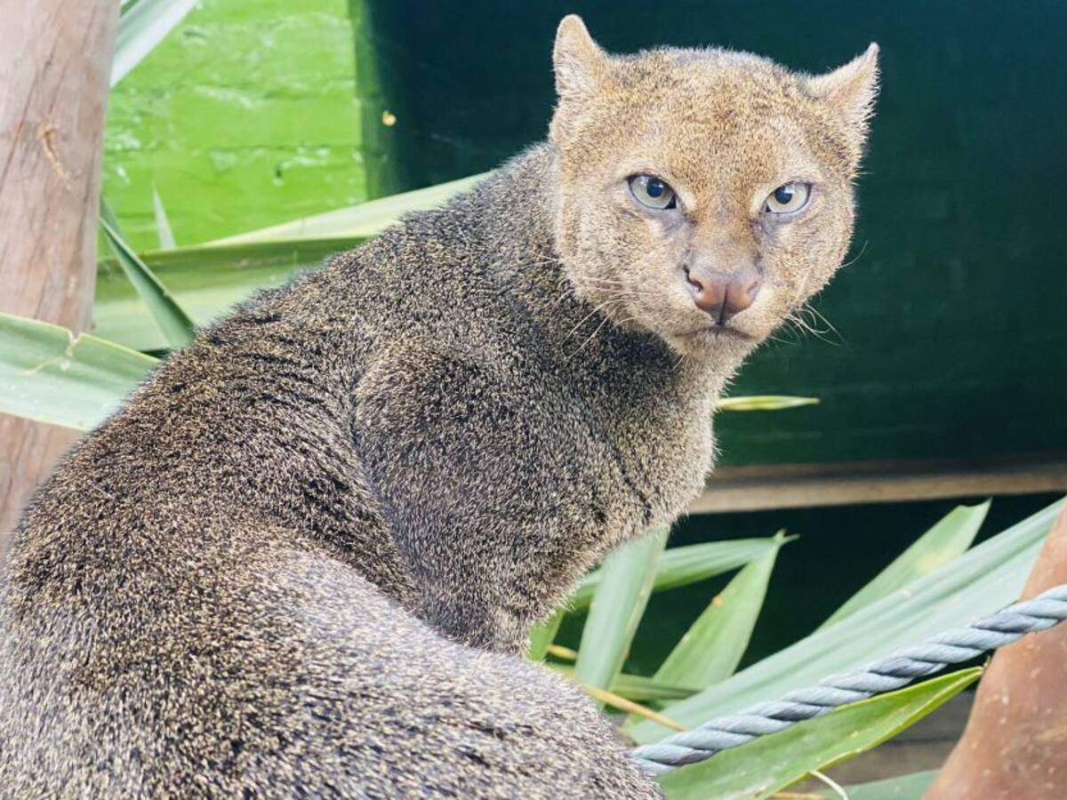 Ayuda para los animales durante la cuarentena piden en zoológico Santacruz