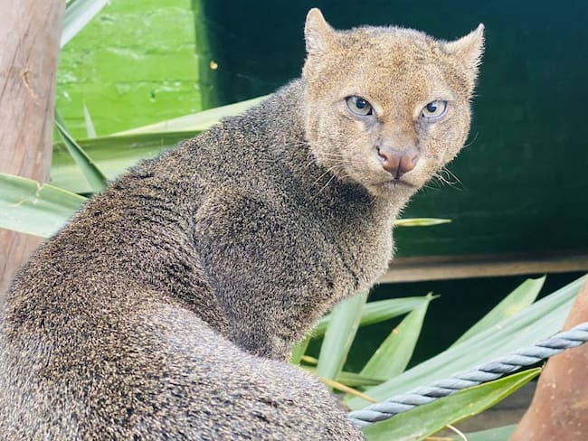 Ayuda para alimentar y proteger a los animales piden en Zoológico Santacruz