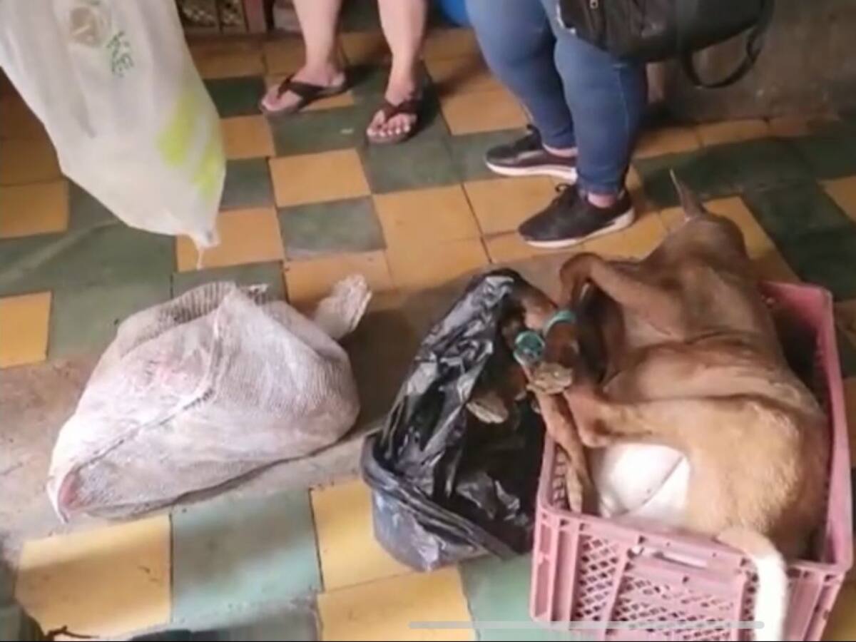 ¿Qué pasó con un restaurante chino en el que cocinaban en medio de las ratas?